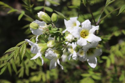 Xanthoceras sorbifolia - žlutoroh jeřábovitý - květ